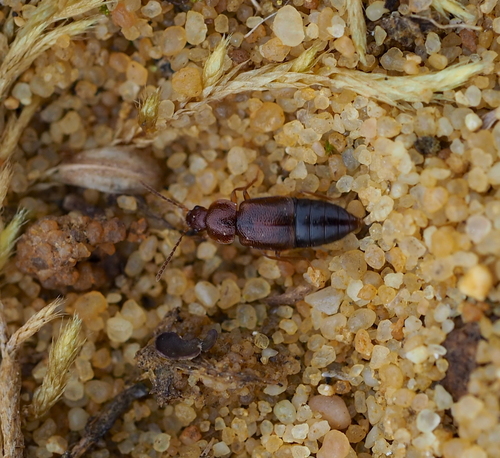 Olophrum assimile