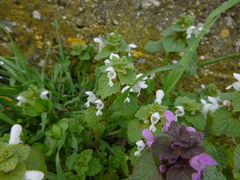 Purple Deadnettle (Lamium purpureum)