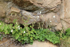 Campanula alliariifolia