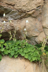 Campanula alliariifolia