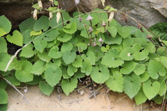 Campanula alliariifolia