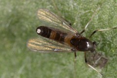 Cricotopus bicinctus