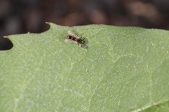 Cricotopus bicinctus