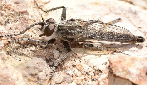 Machimus nevadensis