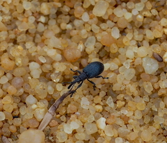 Ceratapion gibbirostre