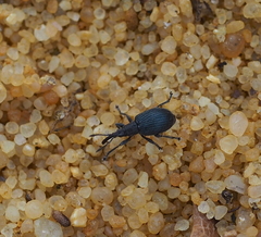 Ceratapion gibbirostre