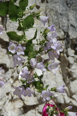 Campanula mirabilis