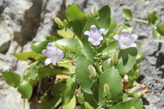 Campanula mirabilis