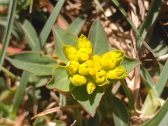 Euphorbia flavicoma