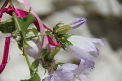 Campanula mirabilis