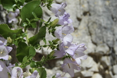 Campanula mirabilis