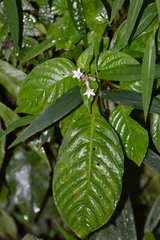 Ophiorrhiza rugosa