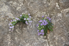 Campanula mirabilis