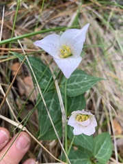 Pseudotrillium rivale