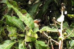 Setophaga castanea