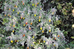 Onosma dichroantha