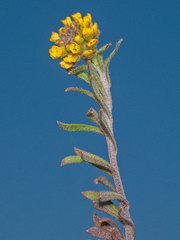 Alyssum desertorum