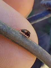 Sassacus cyaneus