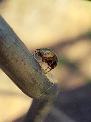 Sassacus cyaneus