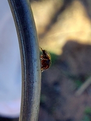 Sassacus cyaneus