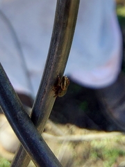 Sassacus cyaneus
