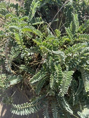 Astragalus nuttallii nuttallii