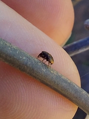 Sassacus cyaneus