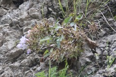Campanula ossetica