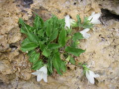Campanula pendula