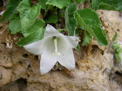 Campanula pendula