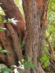 Metrosideros angustifolia