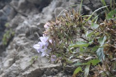 Campanula ossetica