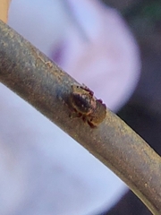 Sassacus cyaneus