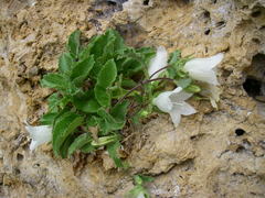 Campanula pendula