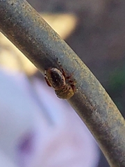 Sassacus cyaneus