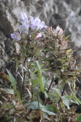 Campanula ossetica