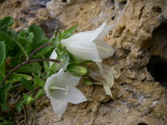 Campanula pendula