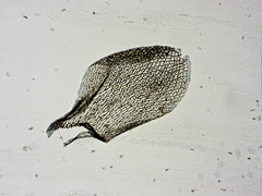 Sphagnum magellanicum