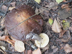 Leccinum scabrum