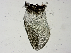 Sphagnum magellanicum