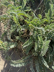Astragalus nuttallii nuttallii