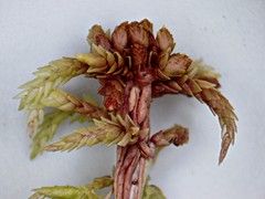 Sphagnum magellanicum
