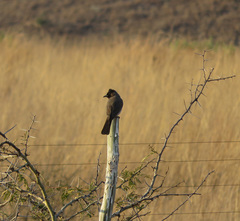 Pycnonotus barbatus layardi