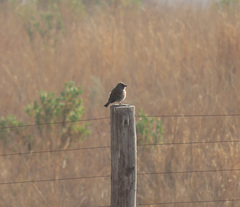 Passer diffusus stygiceps
