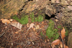 Plagiothecium laetum