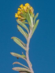 Alyssum desertorum