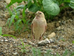 Bucanetes mongolicus