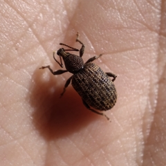 Otiorhynchus parvicollis
