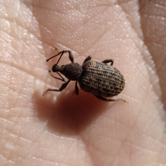 Otiorhynchus parvicollis