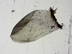 Sphagnum magellanicum